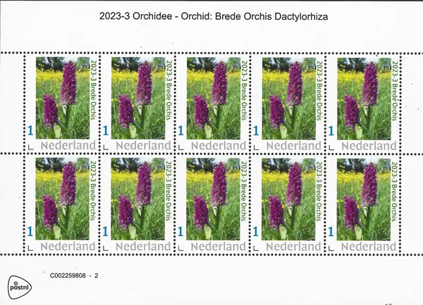 Nederland 2023-3 Orchidee Brede orchis Orchis Dactylorhiza vel-sheetlet postfrs/mnh