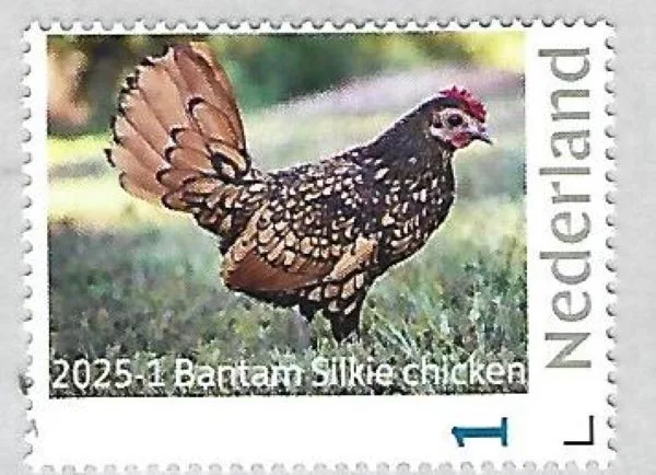 Netherlands 2025-1 Rooster chicken: Bantam Silkie chicken MNH