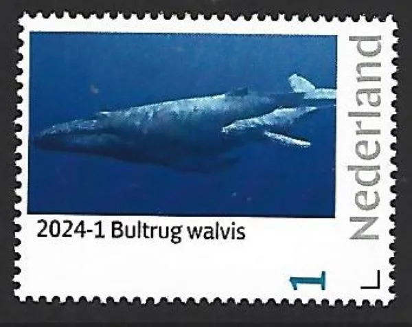 Nederland 2024-1 Natuur Nature Walvis Humpback whale postris/mnh