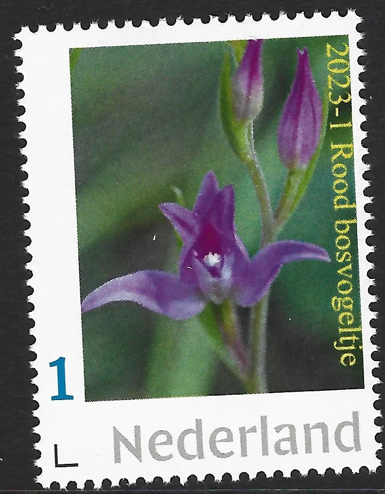 Pays-Bas 2023-1 Orchidée - Orchid Cephalantère rouge Cephalantera rubra neuf/nh