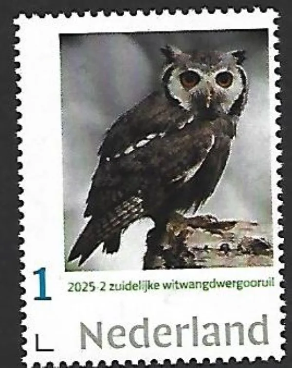 Nederland 2025-2 Uil Owl: Southern white faced owl sheetlet postfris/mnhent