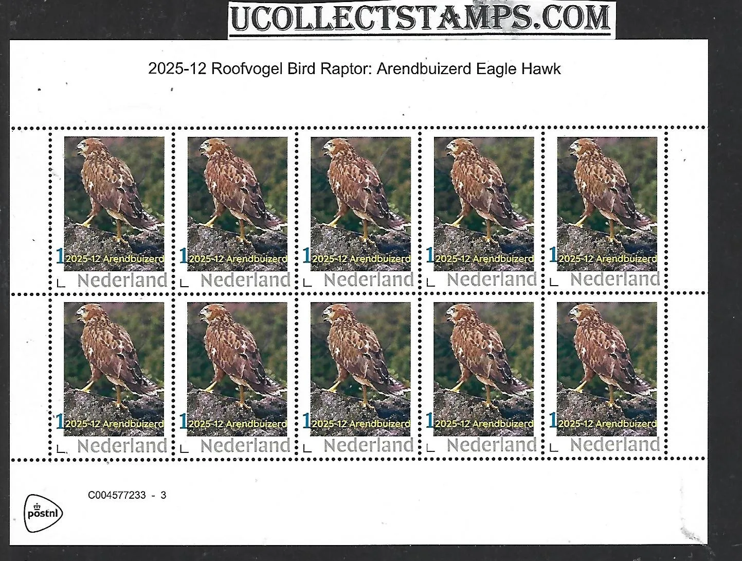 Nederland 2025-12 Bird roofvogel Raptor: Arendbuizers Eagle hawk sheetmnh
