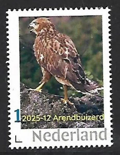 Nederland 2025-12 Bird roofvogel Raptor: Arendbuizers Eagle hawk mnh