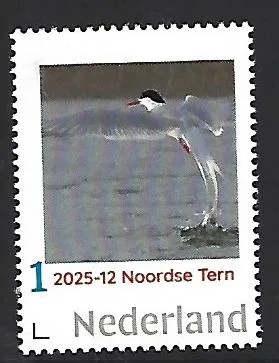 Nederland 2025-12 Bird vogel: Noordse Tern Arctic Tern mnh