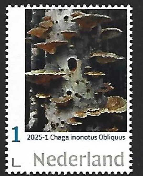 Netherlands 2025-1 Mushroom Chaga Inonotus Obliquus MNH