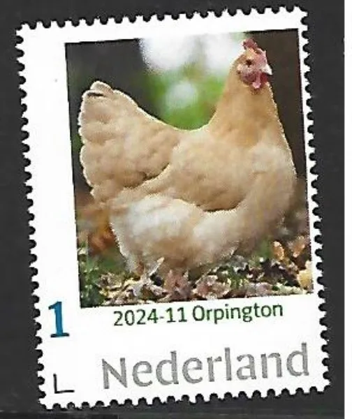 Nederland 2024-11 Kip - chicken: Orpington postfris/mnh