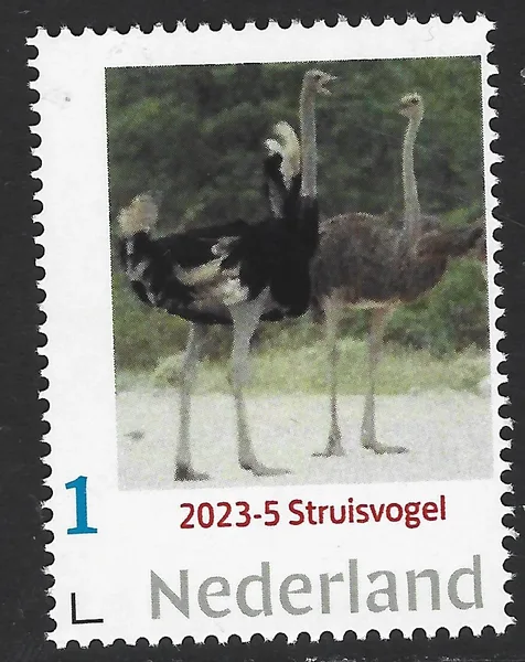 Netherlands 2023-5 Nature: Ostrich Autruche
