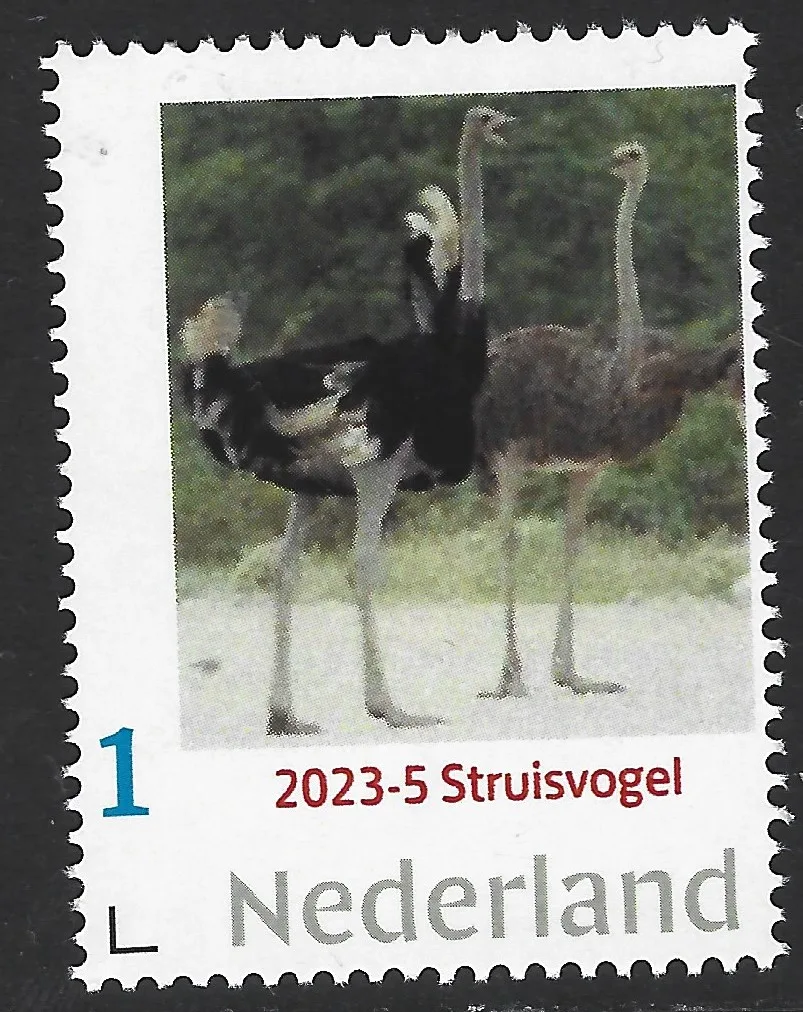 Niederlande 2023-5 Natur - Nature: Strauß Ostrich Autruche