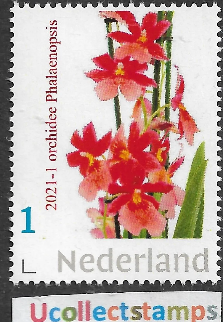 2021-1 Orchidee Phaleonopsis bloem flower postfris-mnh
