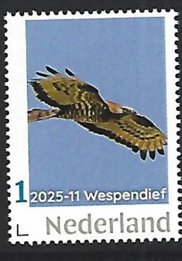 Nederland 2025-11 Roofvogel Raptor: Wespendief Buzzard postfris/mnh