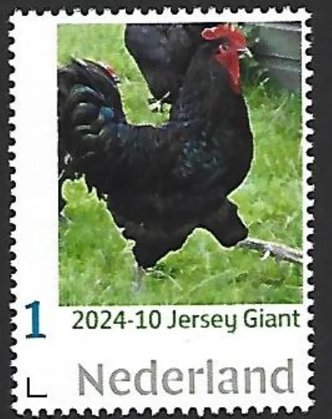 Netherlands 2024-10 Chicken: Jersey Giant MNH