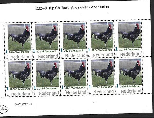 Nederland 2023-9 Kip Chicken: Andalusiër sheetlet postfris/mnh