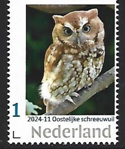 Netherlands 2024-11 Owls: Eastern screech owl MNH