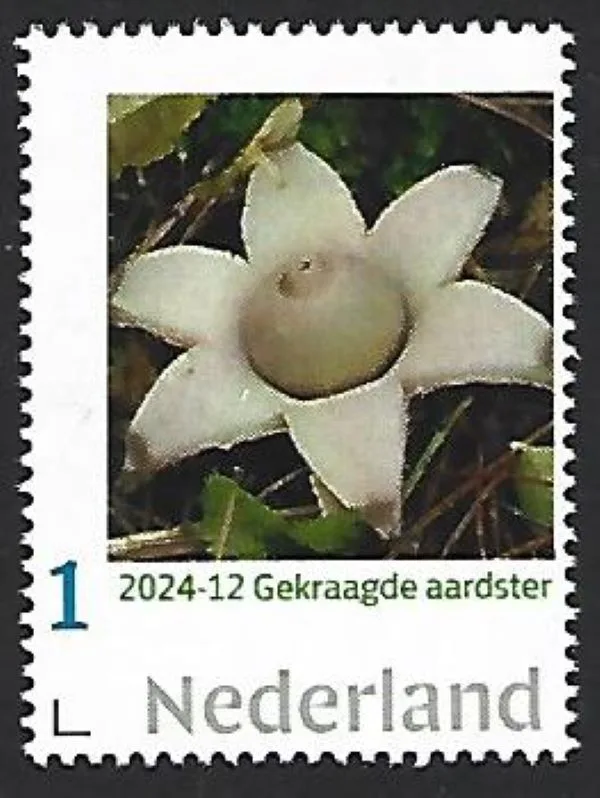 Pays-Bas 2024-12 Champignon Mushroom : Étoile-à-collerette neuf/mnh