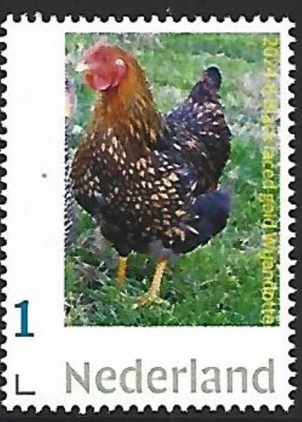 Netherlands 2024-8 Chicken: Black laced gold Wyandotte MNH