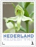 Netherlands 2013-9 Ucollect Orchids Mountain Nightorchis MNH