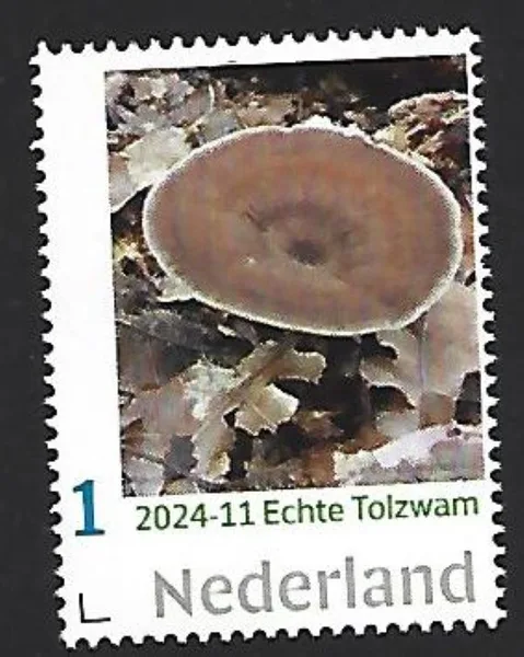 Nederland 2024-11 Paddenstoel Mushroom: Echte Tolzwam postfris/mnh