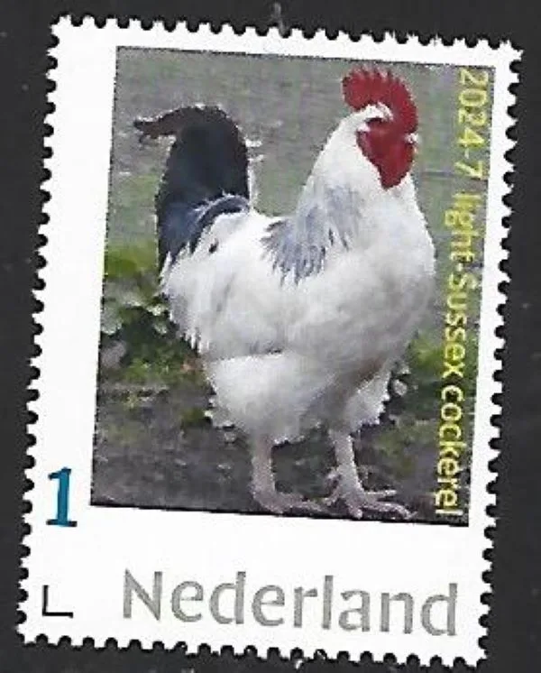 Niederlande 2024-7 Huhn Light-Sussex Hahn postfrisch/ungebraucht