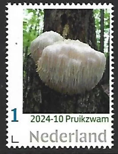 Nederland 2024-10 Mushroom: Pruikzwam Henricium erinaceus postfris/mnh