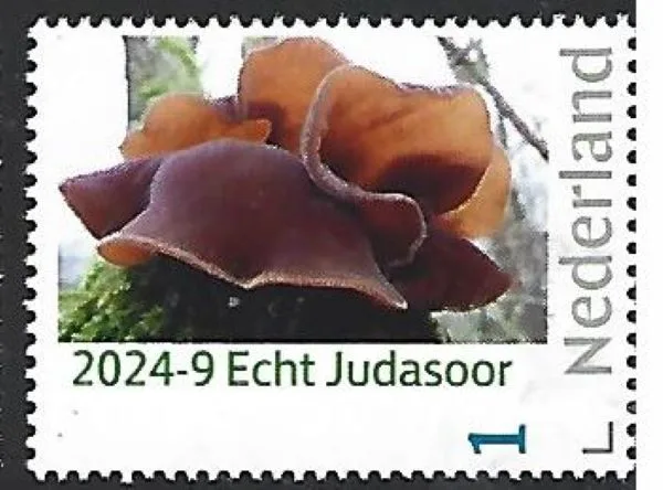 Netherlands 2024-9 Mushroom: Judas Ear MNH
