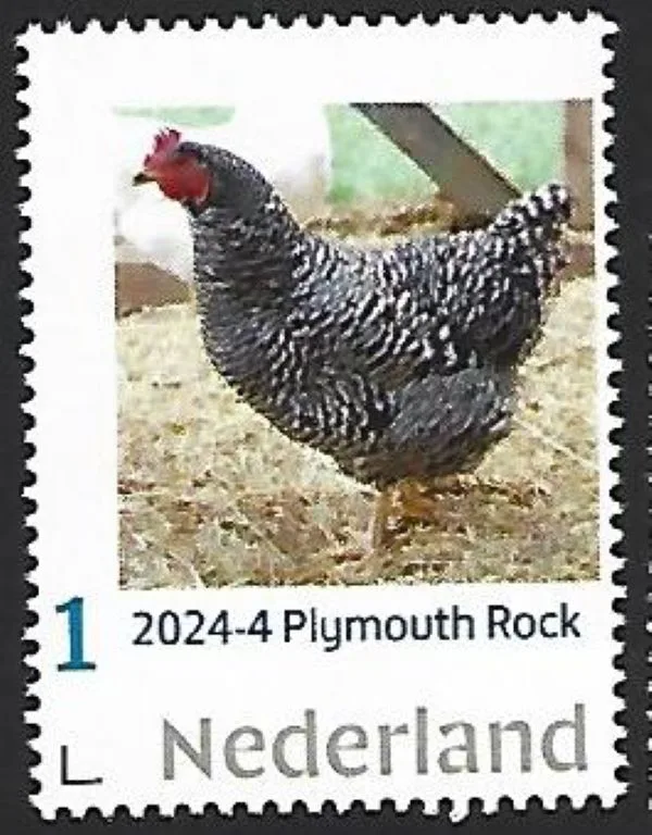 Niederlande 2024-4 Huhn Plymouth Rock Henne postfrisch/ungestempelt