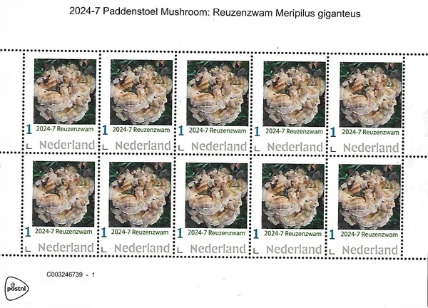 Netherlands 2024-7 Mushroom: Giant Polypore Meripilus giganteus sheetlet MNH