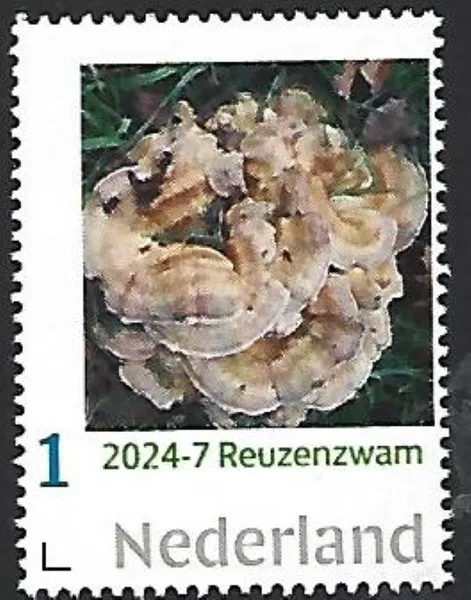 Netherlands 2024-7 Mushroom: Giant Polypore Meripilus giganteus MNH