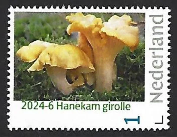 Netherlands 2024-6 Mushrooms Hedgehog Fungus Girolle Cantharellacea MNH