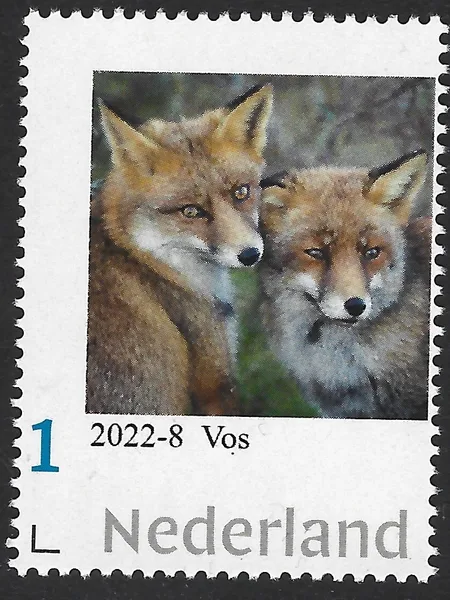 Nederland 2022-8 Natuur - Nature: Vos Fox postfris/mnh