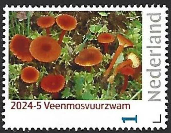 Nederland 2024-5 Paddenstoelen Veenmoszwam Hygrocybe postfris/mnh