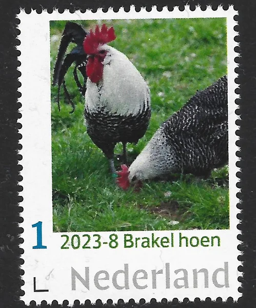 Netherlands 2023-12 Chicken: Rhode Island Red Rooster MNH