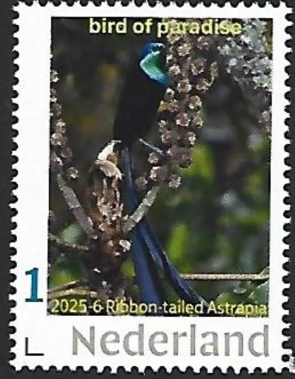 Nederland 2025-6 Vogel Bird: Ribbon-tailed Astrapia postfris/mnh5
