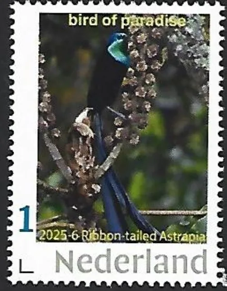 Netherlands 2025-6 Bird: Ribbon-tailed Astrapia MNH