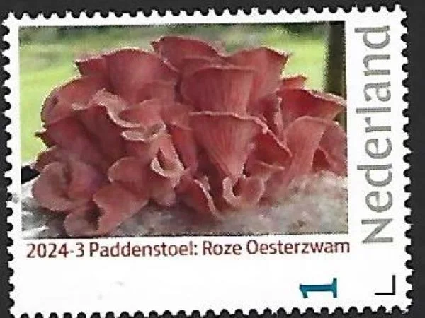 Netherlands 2024-3 Mushrooms Pink oyster MNH