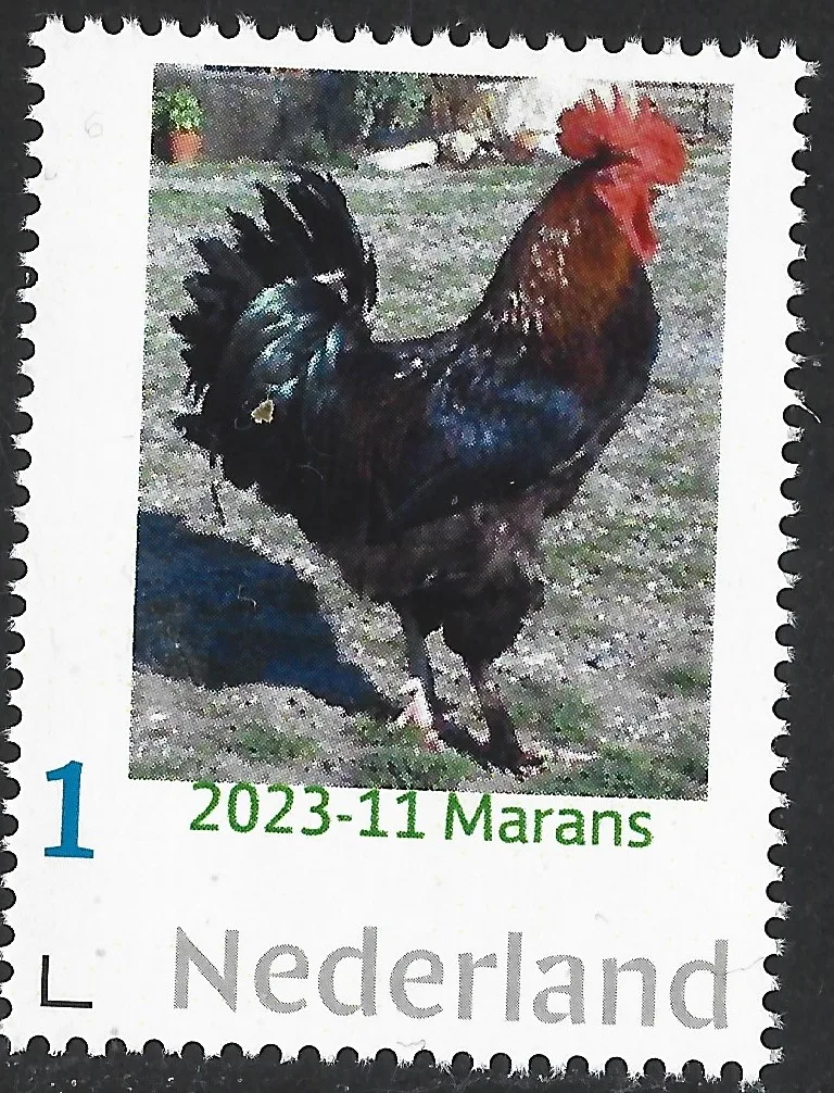 Pays-Bas 2023-11 Poule Marans neuf/nmnh
