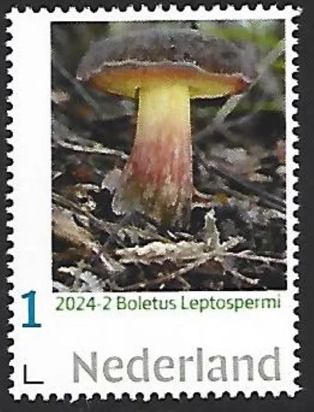 Nederland 2024-2 Paddenstoel mushroom: Boletus Leptospermi postfris/mnh