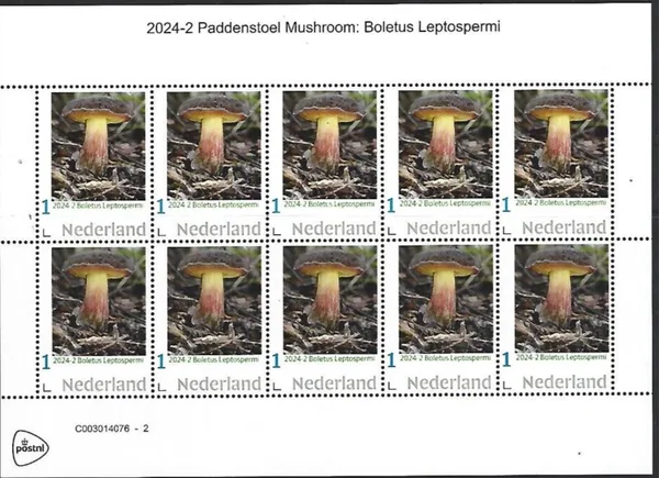 Nederland 2024-2 Paddenstoel mushroom: Boletus Leptospermi sheetlet postfris/mnh