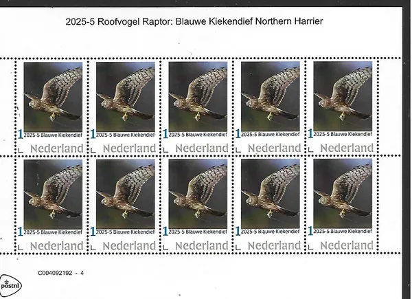 Netherlands 2025-5 Roofvogel Raptor: Blauwe Kiekendief Northern Harrier sheet MNH