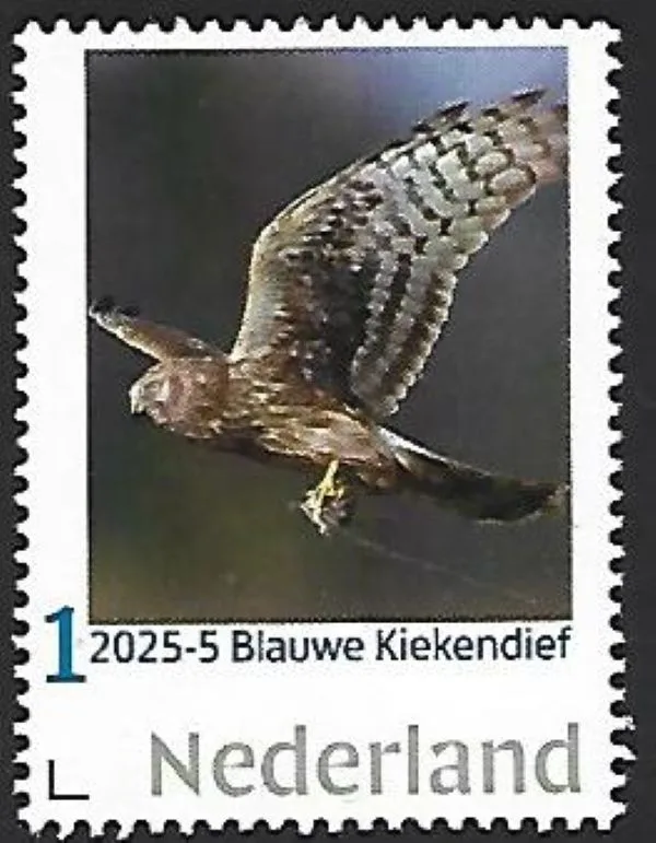 Netherlands 2025-5 Raptor: Blue Harrier Northern Harrier MNH