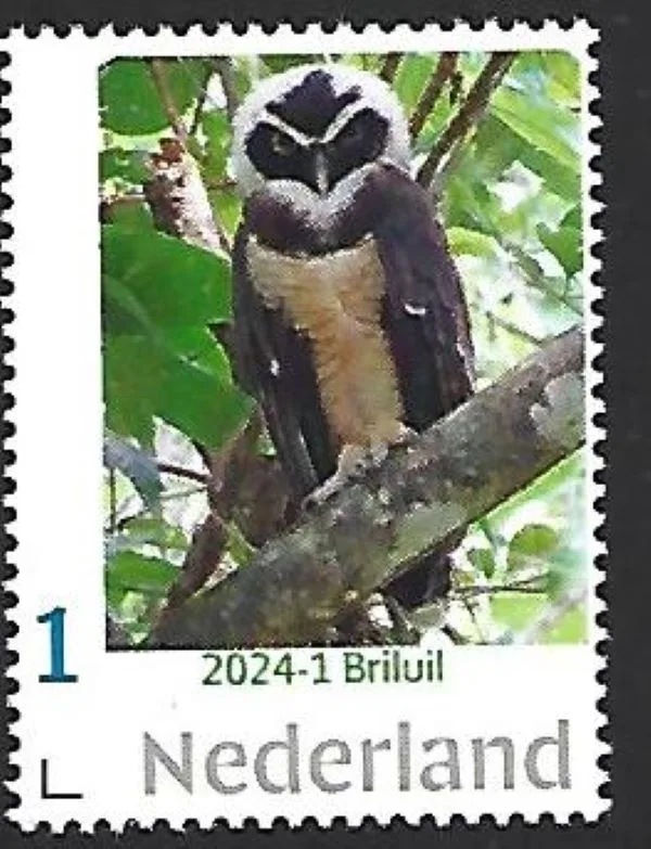 Pays-Bas 2024-1 Chouette - Hibou : Chouette à lunettes neuf/nh