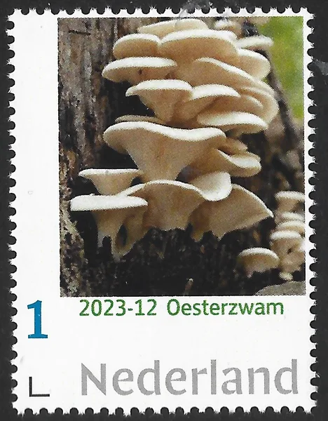 Netherlands 2023-12 Mushrooms Oyster Mushroom MNH