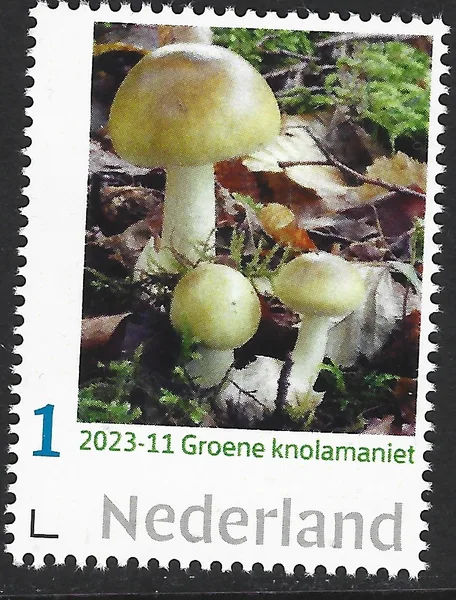Netherlands 2023-11 Mushrooms Green-Knoll Amanite MNH