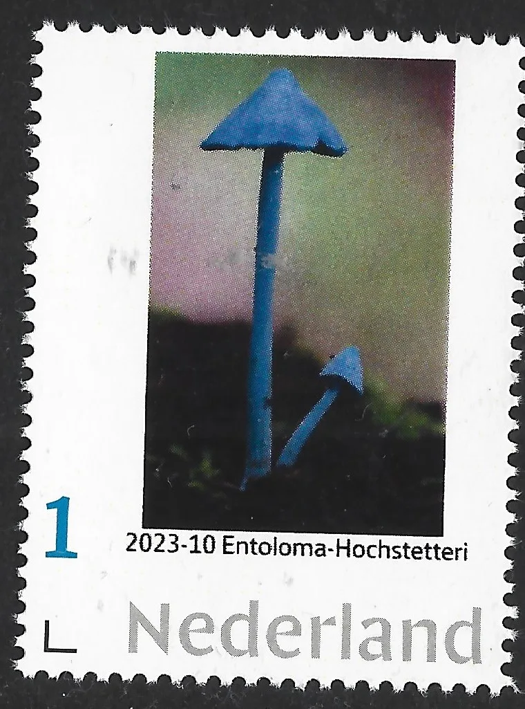 Pays-Bas 2023-10 Champignons Entoloma-Hochstetteri neuf/nmh