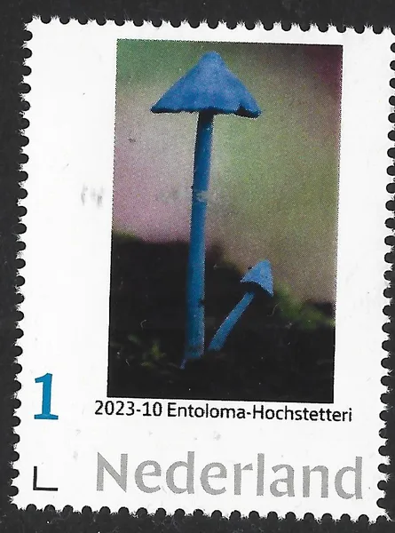Netherlands 2023-10 Mushrooms Entoloma hochstetteri MNH