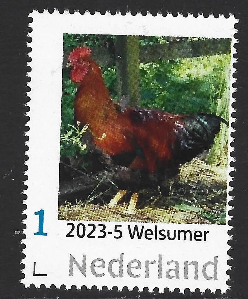 Pays-Bas 2023-5 Poule Welsumer neuf/mnh