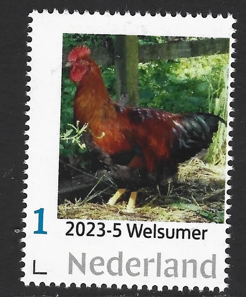 Netherlands 2023-5 Chicken: Welsumer MNH