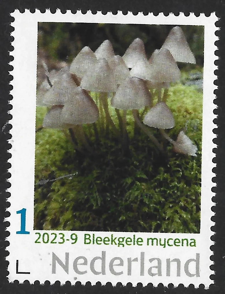 Pays-Bas 2023-9 Champignon Mushroom: Mycena sypheria couleur pâle neuf/mnh
