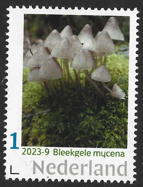 Netherlands 2023-9 Mushroom: Pale Yellow Mycena sypheria MNH