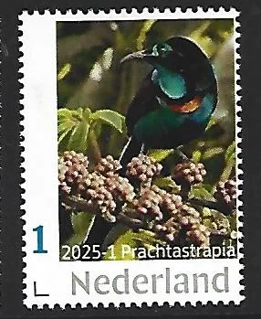 Nederland 2025-1 Vogel Bird: parchtastrapia splendid Astrapia postfris/mnh