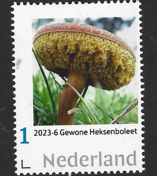 Nederland 2023-6 Paddenstoelen Boletus Campestris postfris/mnh